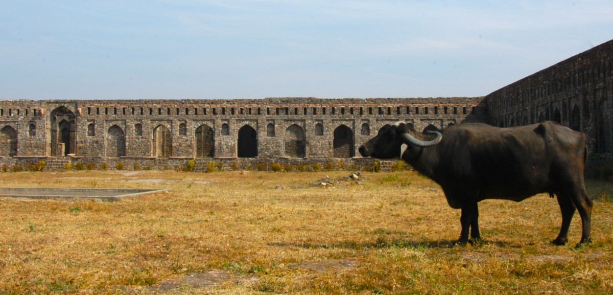 Buffalo in the ruins
